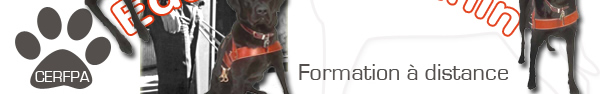 Dure des tudes : 24 mois

Vous aurez  vous occuper de l'ducation des chiens, et dans ce domaine la demande est sans cesse en augmentation tant donn la croissance des adoptions de chiens. On fait surtout appel  l'ducateur pour rgler les problmes d'obissance, et dans ce domaine, il existe une demande d'vidente actualit. Avant d'apprendre les techniques d'ducation et d'apprentissage, il est indispensable que l'ducateur acquiert des connaissances dans le secteur de la psychologie animale. C'est ce qui vous propose cette formation au CERFPA, 1re cole spcialise en psychologie animale; vous apprendre  observer le comportement canin pour comprendre leur comportement avec un enseignement de qualit reconnu dans les milieux professionnels du chien, par son enseignement srieux et efficace.